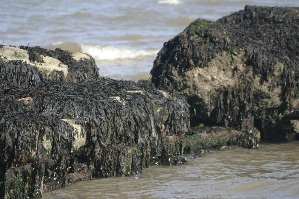 Seaweed covered rocks on the beach at Clacton-on-Sea
